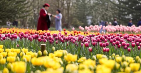 Parada lalelelor din Crimeea uimește cu peste 50.000 de specii de plante