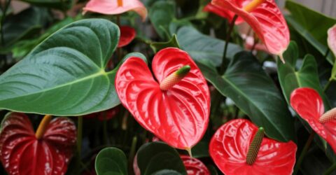 Anthurium, planta exotică ce poate înflori tot anul în casa ta