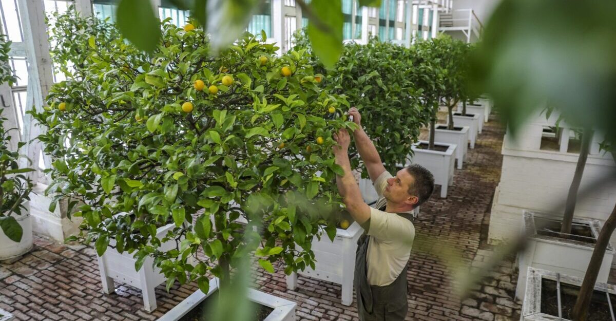 Fertilizare la 1-2 saptamani secretul citricelor sanatoase la ghiveci