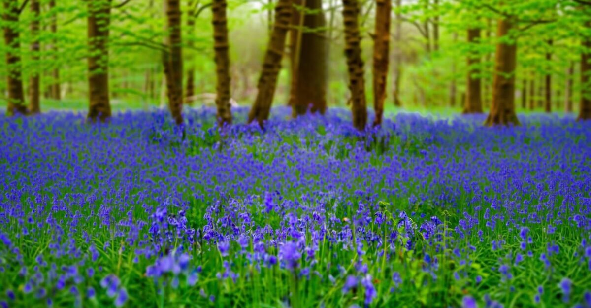Pădurea de 555 de hectare care devine violetă în fiecare primăvară