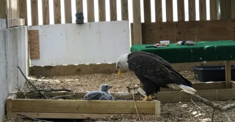 Vulturul Murphy care a clocit o piatra a adoptat un pui orfan. Povestea de la World Bird Sanctuary