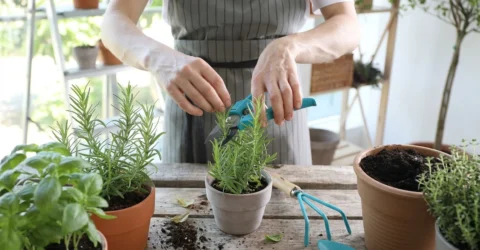 Secretul perfect pentru luna mai. Cum scapi de balonare cu plantele de pe balcon