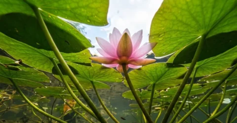 Cele mai bune plante pentru iazul din curte. Regula de 50 la suta care tine apa curata