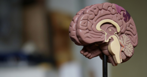 Ce ai de câștigat dacă nu mai vezi declinul mintal ca pe un verdict. Studiul care îți dă o soluție reală