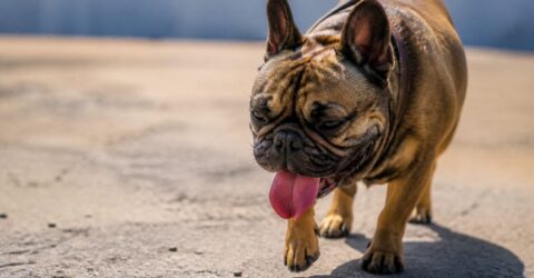 O plimbare banală îți poate pune câinele în pericol chiar și fără caniculă. De ce pragul de 19°C contează