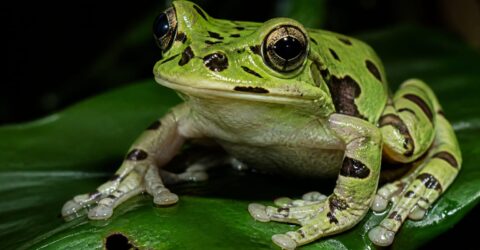 Poate natura să ofere o cale mai blândă împotriva cancerului. Ce au găsit cercetătorii la broaște