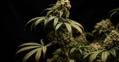 Canabisul medicinal la supraviețuitorii cancerului, o discuție deschisă cu medicii