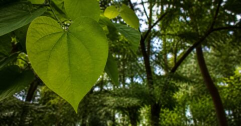Catalpa este pentru tine dacă vrei un copac cu aspect exotic, umbră vara și îngrijire simplă