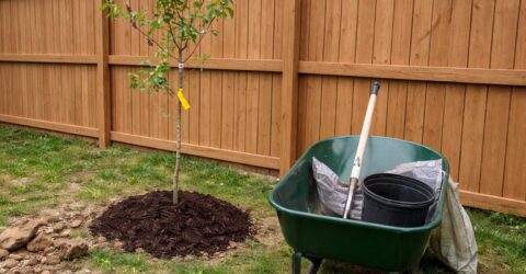 Codul Civil impune 2 metri distanță pentru arborii înalți. Ce riști dacă plantezi pomi prea aproape de gardul vecinului tău