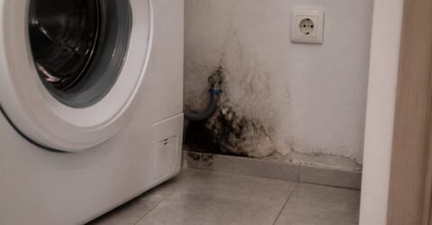 Mucegaiul din casă se ascunde săptămâni întregi, fără să-l vezi. Un miros stătut este primul semn că ai o problemă reală