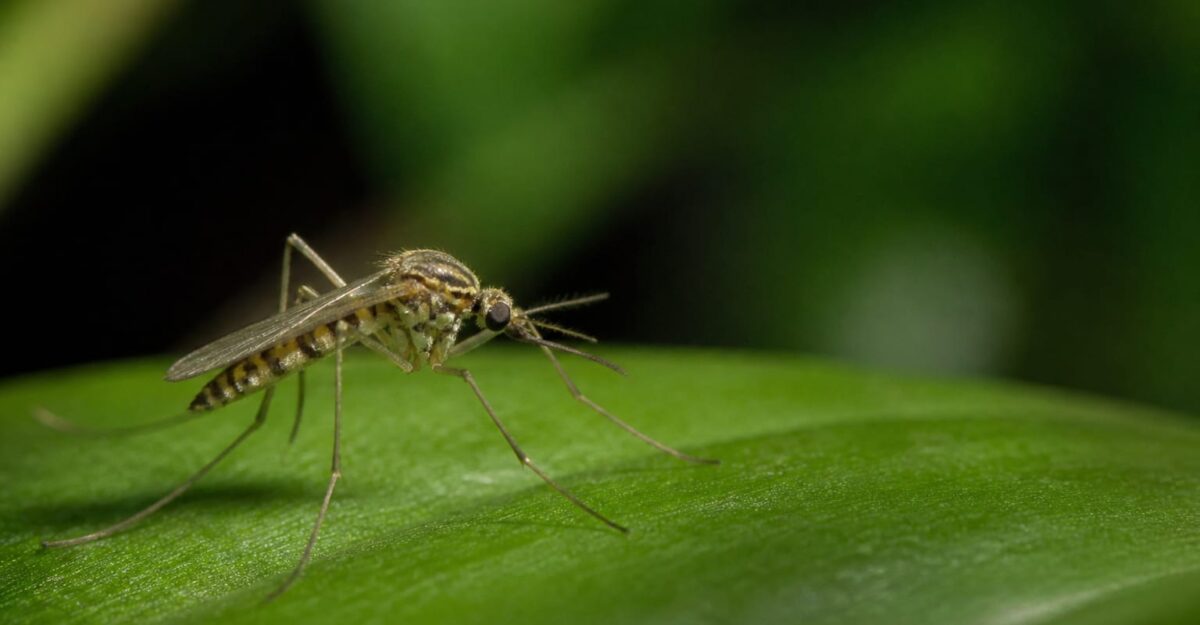 SUA a raportat 48 de cazuri de West Nile până la 30 iunie