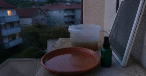 Olanda a confirmat primul deces provocat de virusul West Nile. Cum te protejezi simplu, chiar și acasă