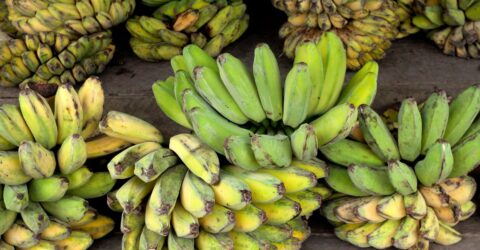Cum alegi banana verde sau coaptă. O banană are aproximativ 92 de kilocalorii