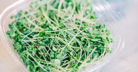Evergreen Fresh Sprouts recheamă germeni de broccoli, FDA anunță măsura. Cum verifici dacă îi ai în frigider