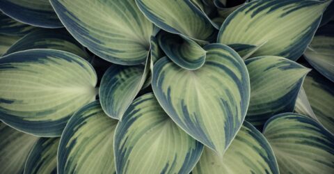 Hosta Autumn Frost aduce culoare la umbră. Cum plantezi crinul de toamnă