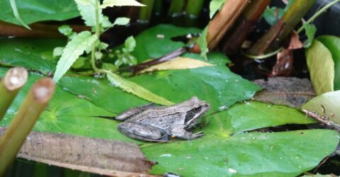 Un microiaz ascuns între plante poate atrage broaște și insecte utile chiar și într-o grădină mică