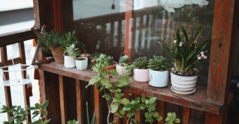 5 plante pe care mutarea bruscă pe balcon le poate afecta. La ce să fii atentă