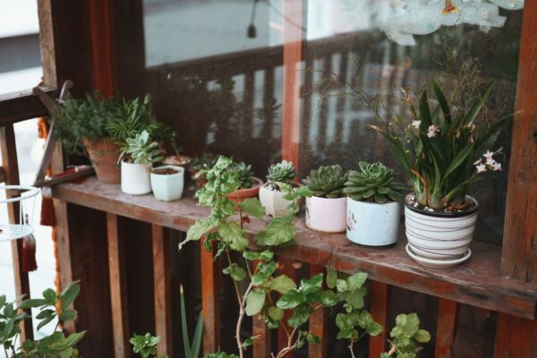 5 plante pe care mutarea bruscă pe balcon le poate afecta. La ce să fii atentă