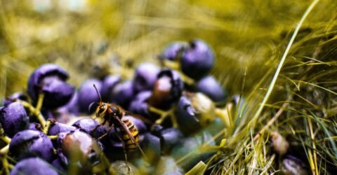 Viespile amețite de fructe fermentate apar în septembrie. Cum eviți înțepătura la picnic