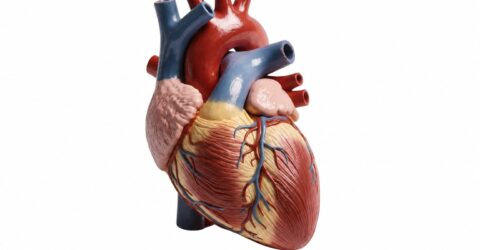 FDA aprobă prima valvă cardiacă ce poate fi mărită după implantare, odată cu copilul