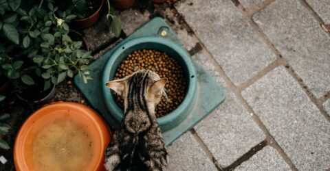Ce buget pregătești pentru un animal de companie. Prima lună cu o pisică poate ajunge la 1.550 lei