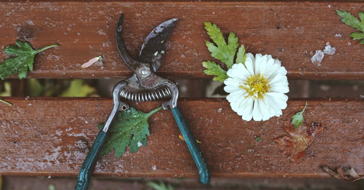 Cum faci curățenia de toamnă în grădină fără să tai plantele care au nevoie de protecție peste iarnă