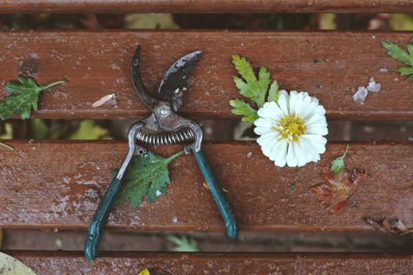 Cum faci curățenia de toamnă în grădină fără să tai plantele care au nevoie de protecție peste iarnă
