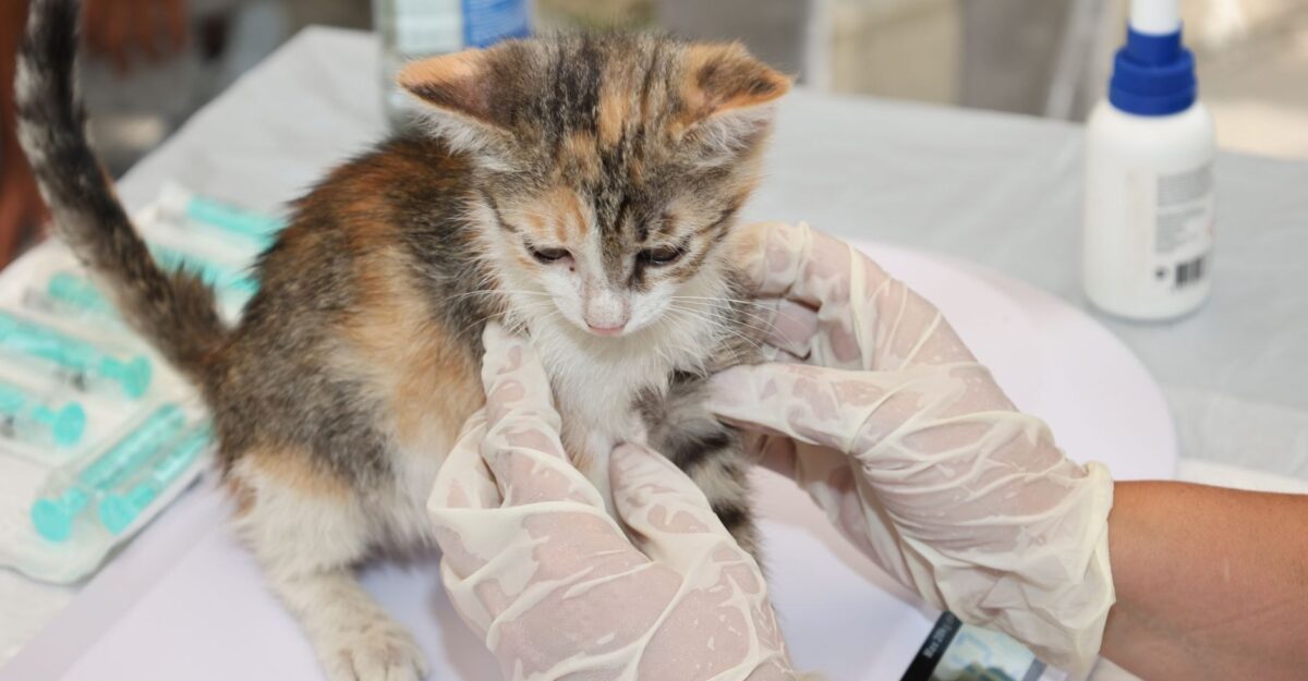 Giardia la pisică are un risc redus pentru tine. Cum îngrijești animalul și când ai nevoie de medic