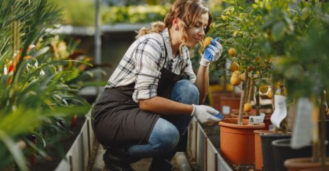 Ce plantezi în grădină în octombrie și noiembrie. Alege locul potrivit pentru hortensii, meri și trandafiri