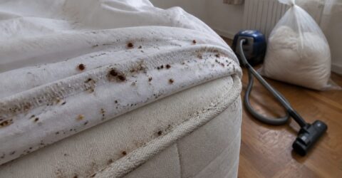 Cum recunoști ploșnițele de pat și ce faci imediat ca să nu se răspândească în casă