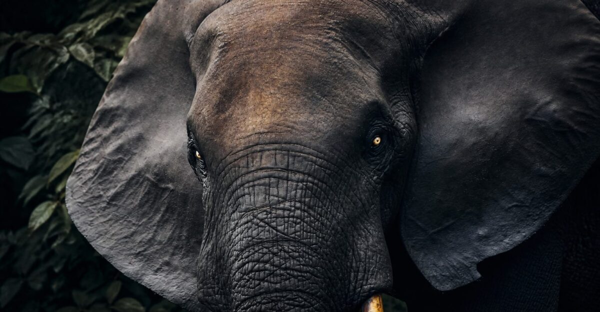 Un safari de 12 nopți în Gabon pornește de la 24.400 de dolari de persoană