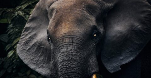 Un safari de 12 nopți în Gabon pornește de la 24.400 de dolari de persoană