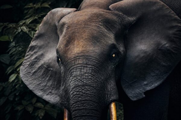 Un safari de 12 nopți în Gabon pornește de la 24.400 de dolari de persoană